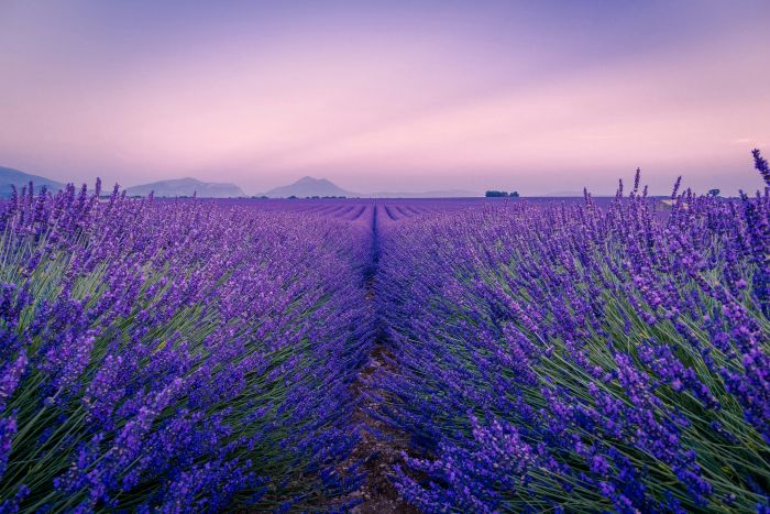 Lavender fields with hills in the background