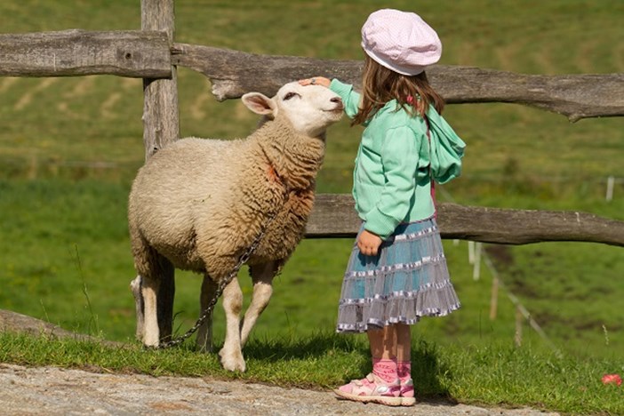 Girl petting sheep