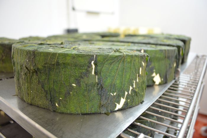 Cornish Yarg cheese wrapped in nettles