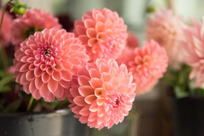 A pot of pink dahlias.