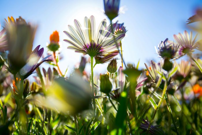 The sun shining through wildflowers