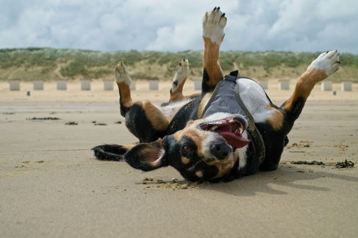 A dog rolling over on a beach