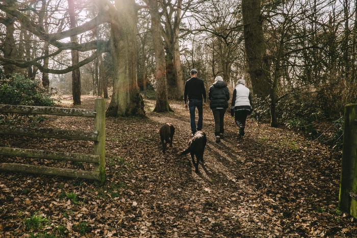 Dog Walks