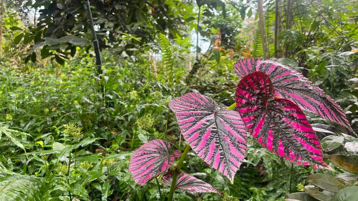 Pink and green tropical plants at The Eden Project.