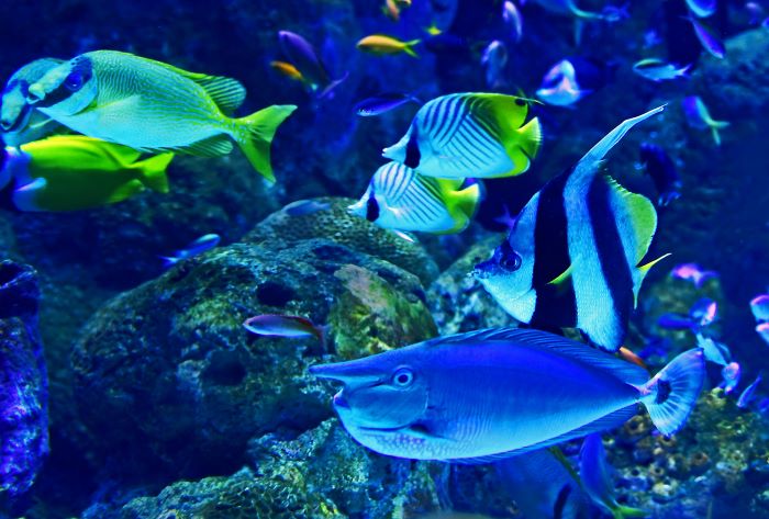 Fish in an aquarium