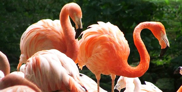 flamingo2