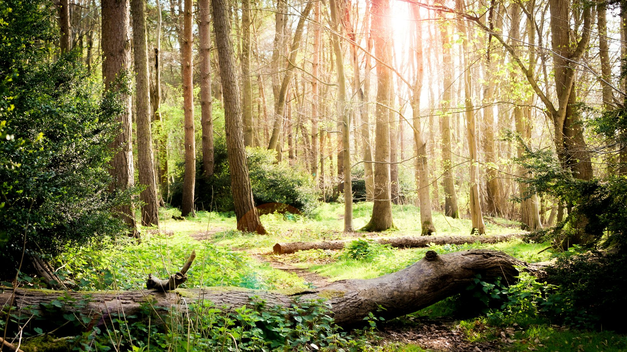Forest Alex Larusso