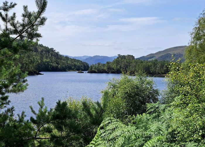 A view of a loch through the trees at Glen Affric.