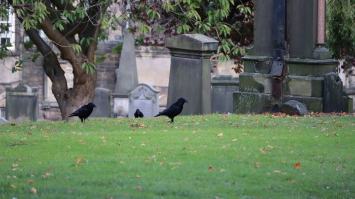 A group of crows in Greyfriars Kirkyard cemetery.