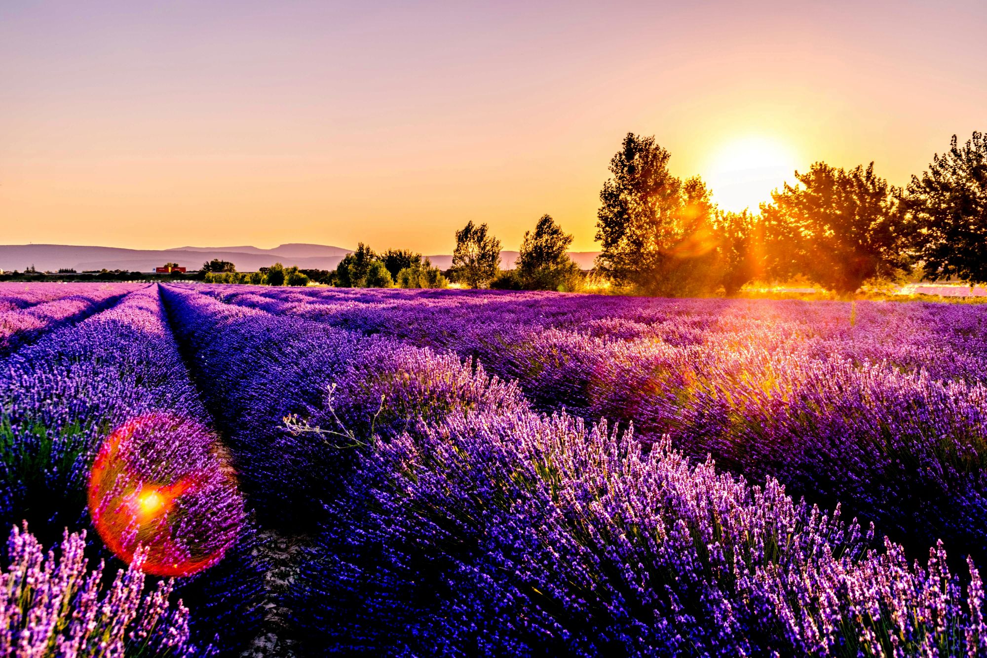 Leonard Cotte Lavender Field