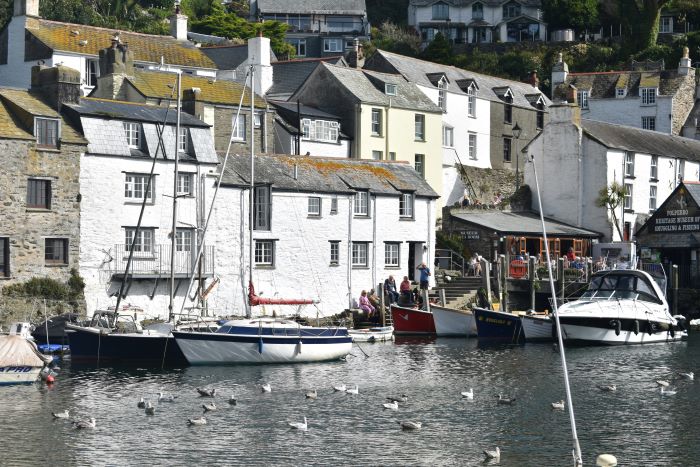Polperro village and harbour with birds in the water.