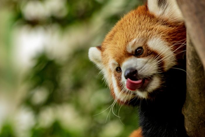 A red panda licking it's nose