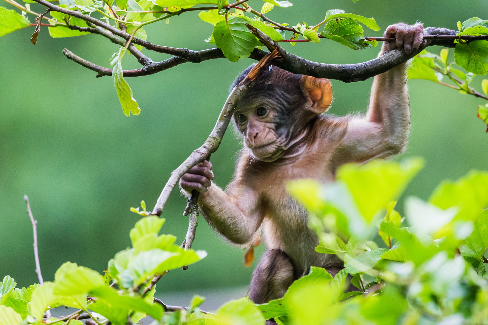 Trentham Monkey Macaque Jason Wells