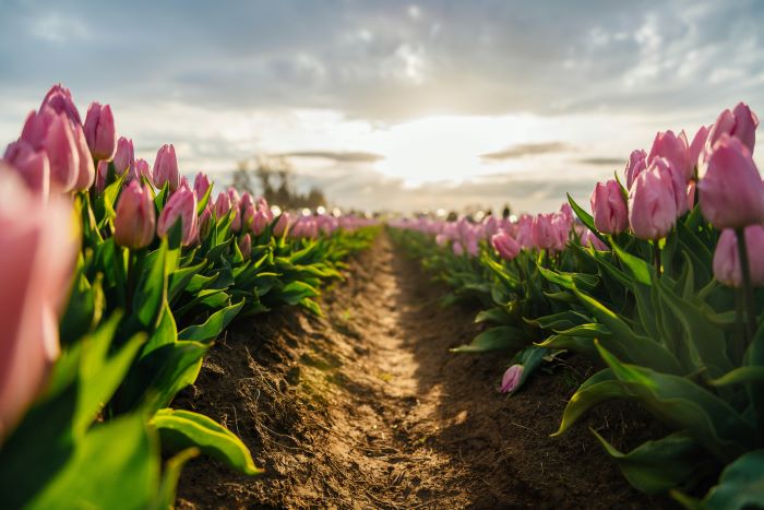 A field of pink tulips