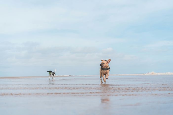 Two dogs running across a beach