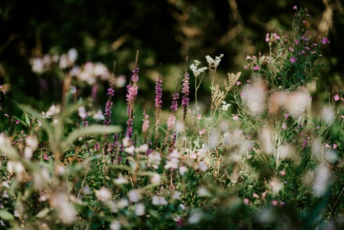 white and purple wildflowers