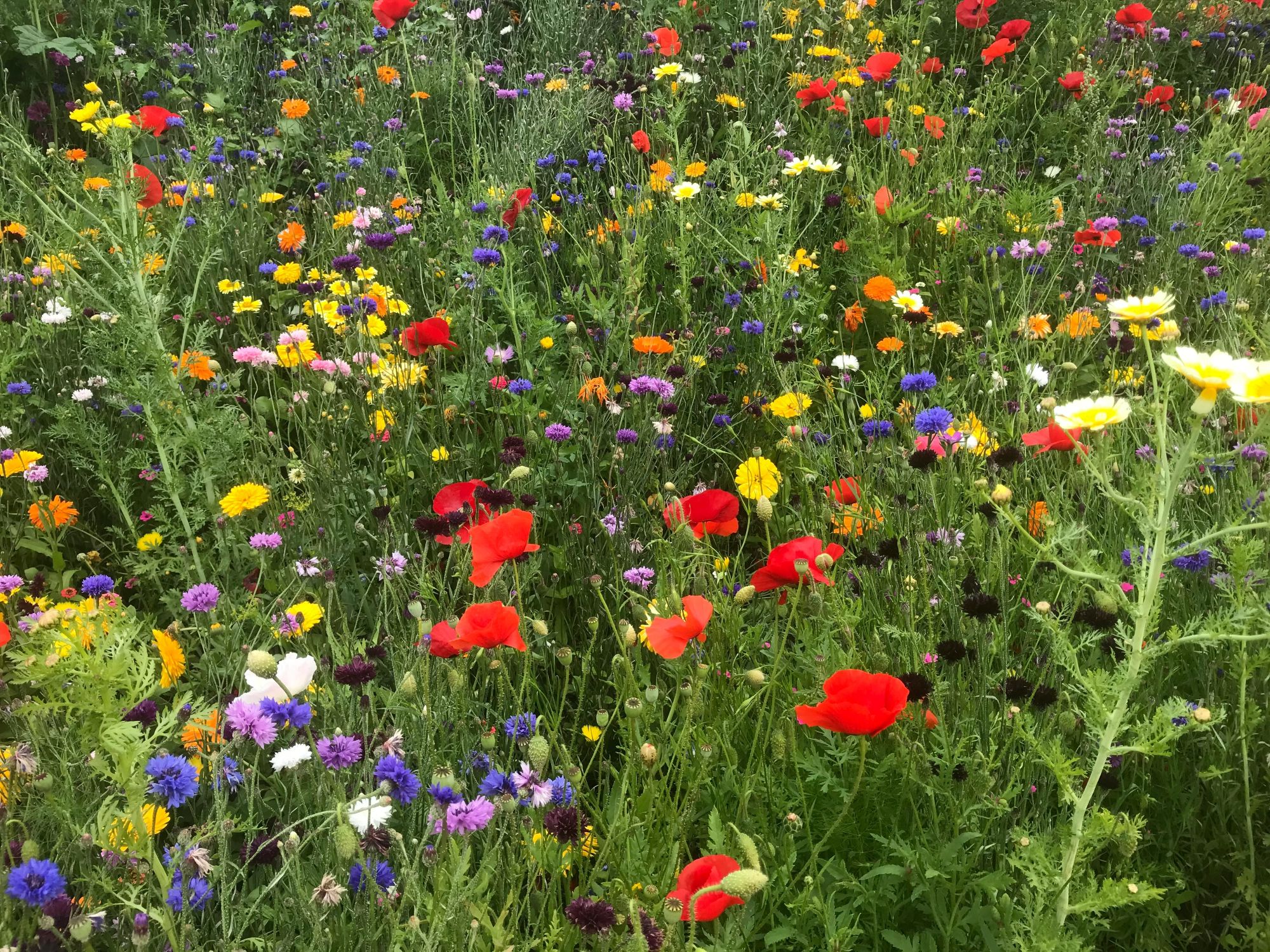 Wildflower Meadow Leslie Bowman