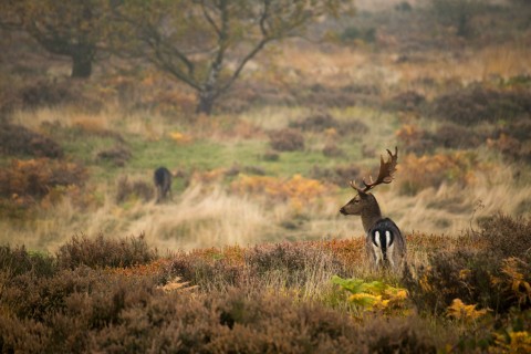 Cannock Chase Deer Rebecca Prest