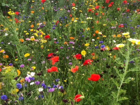 Wildflower Meadow Leslie Bowman